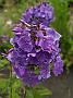 Phlox Blauer Morgen_1